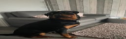 Rottweiler dogs for stud: Rottweiler - 4th generation KC registered pedigree - Advert 8