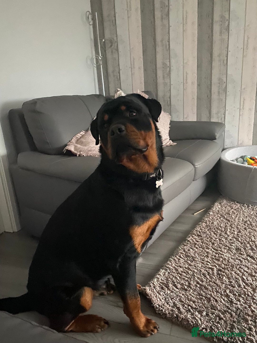 Rottweiler dogs for stud: Rottweiler - 4th generation KC registered pedigree - Advert 8