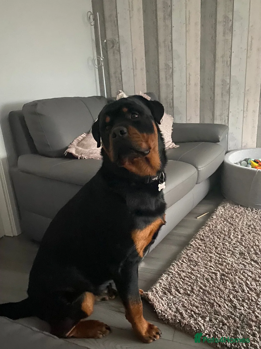 Rottweiler dogs for stud: Rottweiler - 4th generation KC registered pedigree - Advert 8