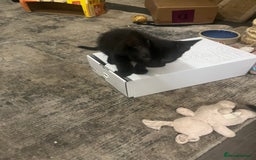 Scottish Fold cats for sale: Scottish fold X kittens for sale  - Image 10