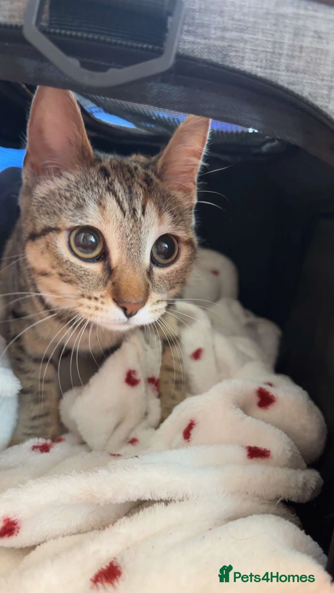 American Shorthair cats for sale: cat- american short hair - Advert 3