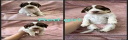 Cocker Spaniel dogs for sale: KC Reg health tested working cocker spaniels - Advert 2