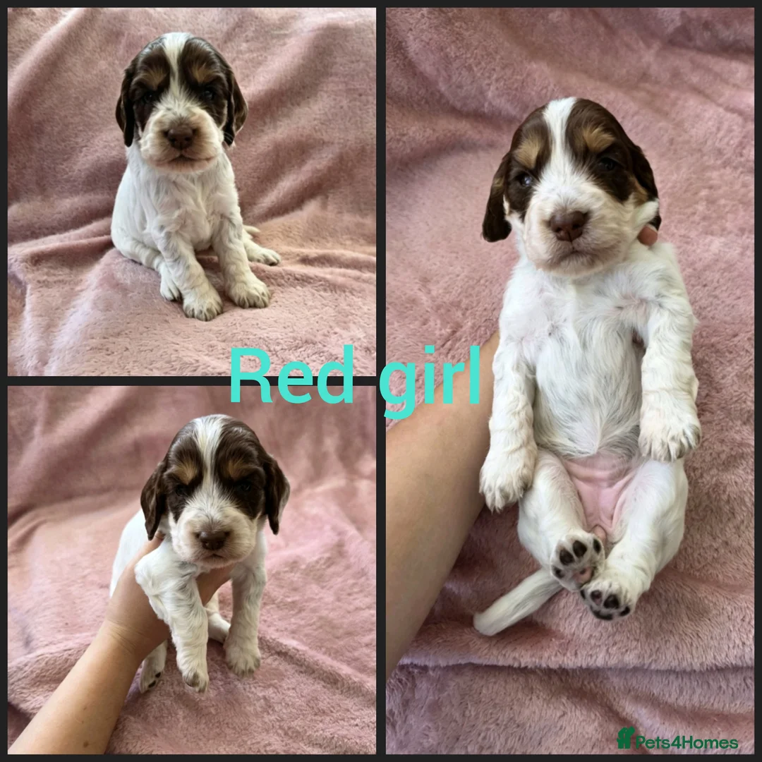 Cocker Spaniel dogs for sale: KC Reg health tested working cocker spaniels - Advert 2