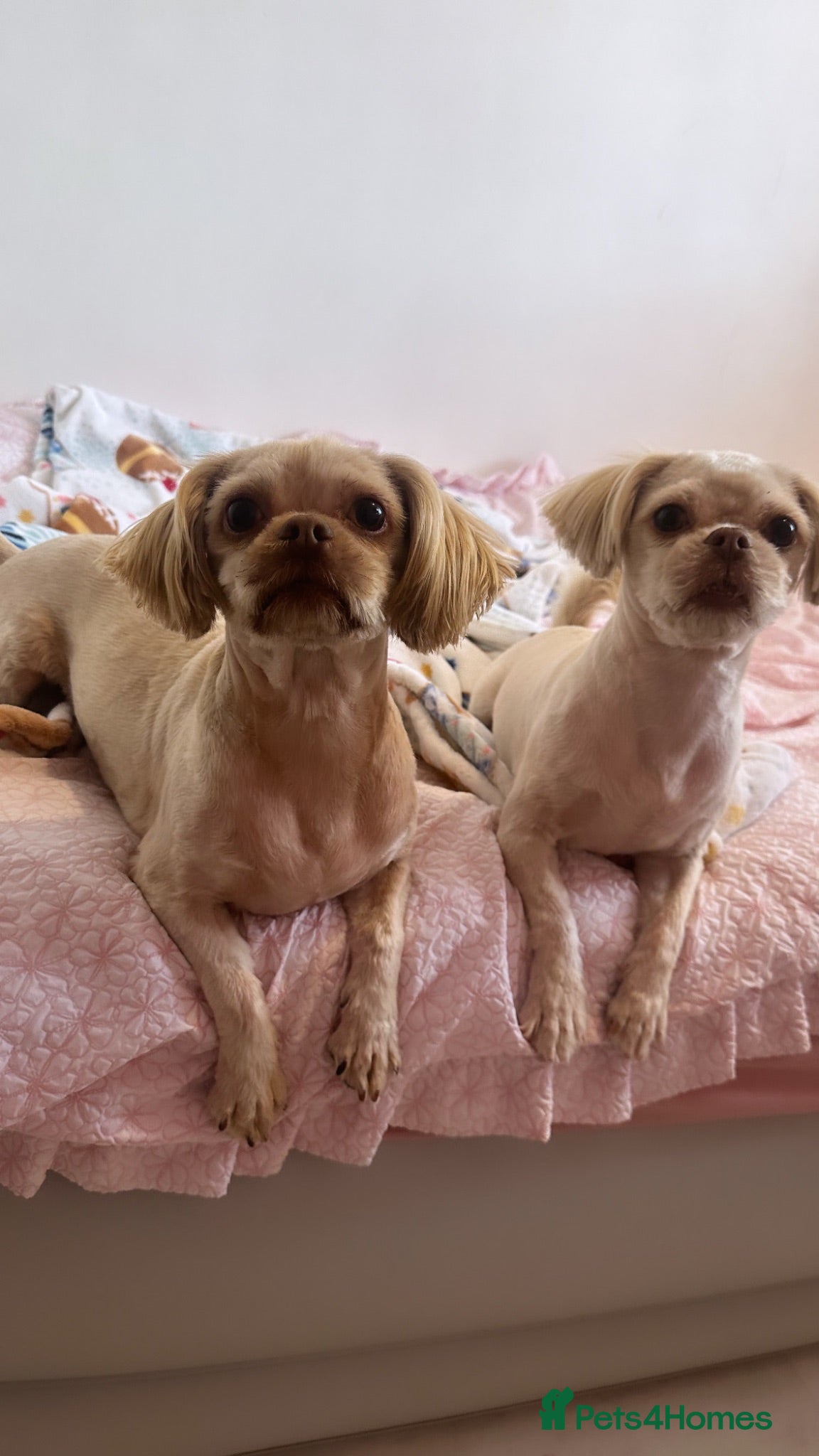 Shih Tzu dogs Adult shihtzu’s looking fir new home - Advert 1