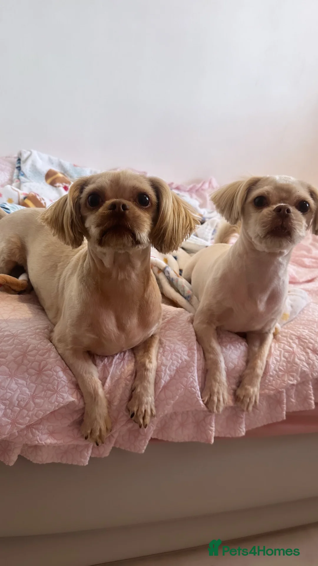 Shih Tzu dogs for sale: Beautiful shihtzus looking for new home - Advert 1