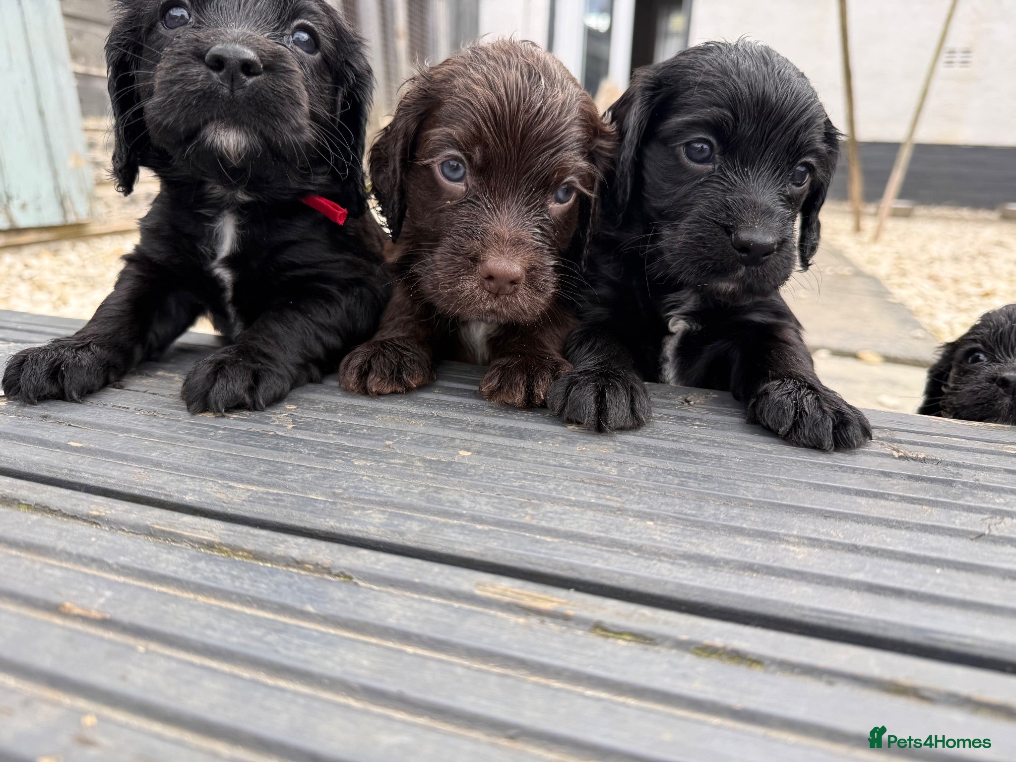 Cocker Spaniel dogs Cocker spaniels  - Advert 1