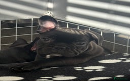 French Bulldog dogs for sale:  Adorable Frenchies Puppies Ready for them home - Image 10