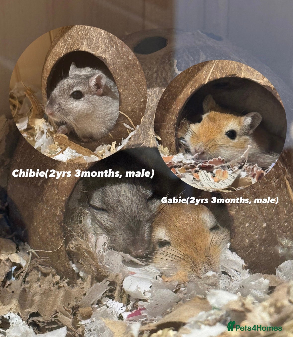 Gerbil rodents Gabie & Chibie Seeking Their Forever Home - Advert 1