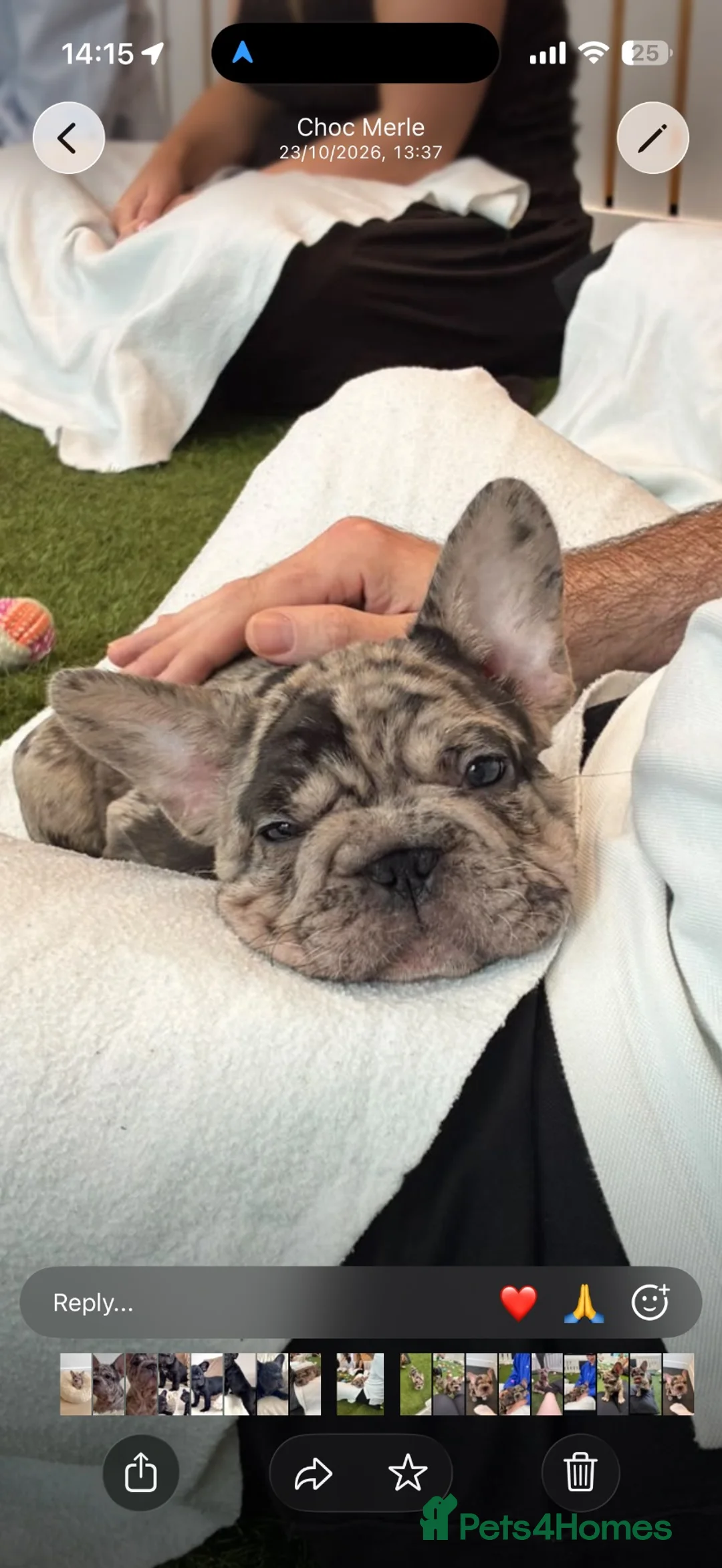 French Bulldog dogs for sale: 🤎 Chocolate brown Merle Frenchie Puppy 🤎 - Advert 4