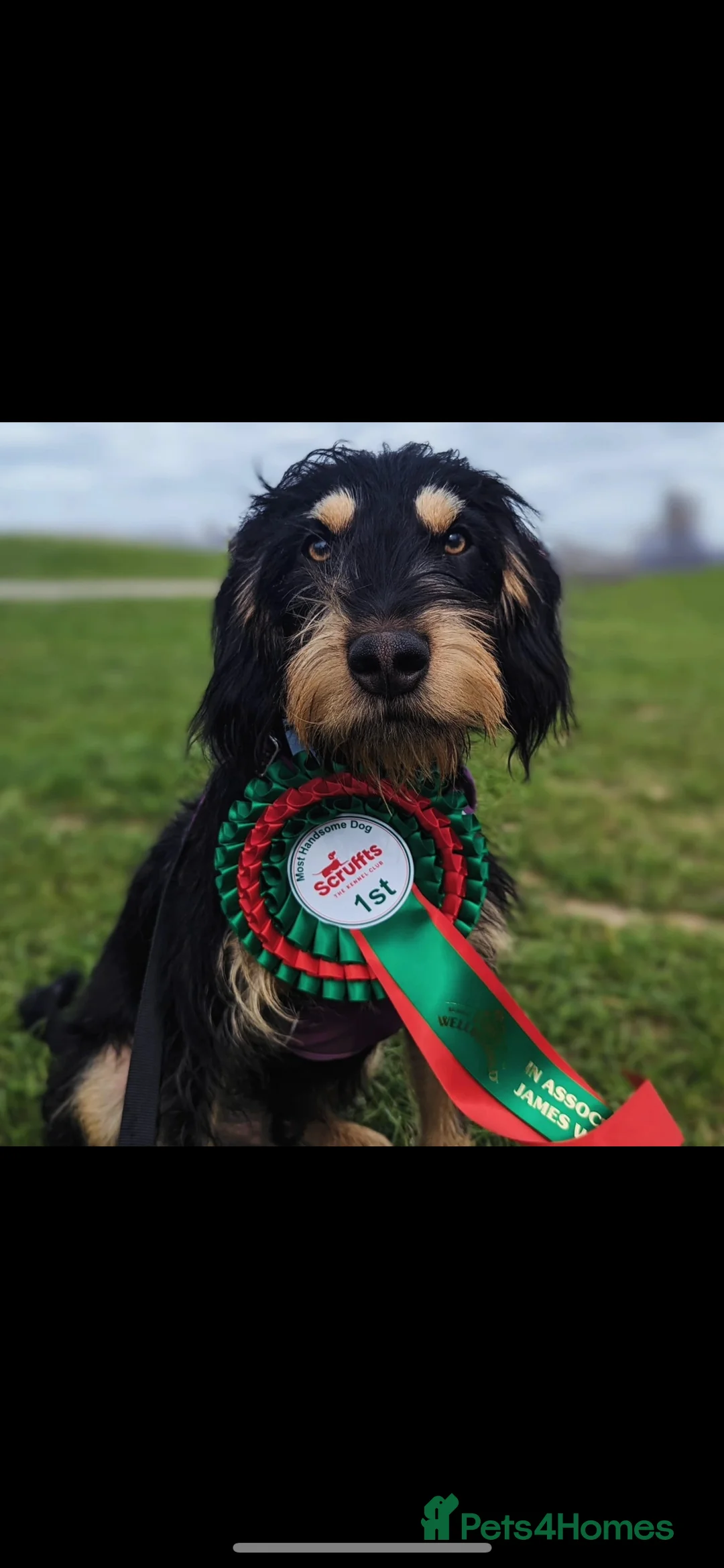 Mixed Breed dogs for sale: Beautiful Border Terrier X Show cocker spaniels  - Advert 18