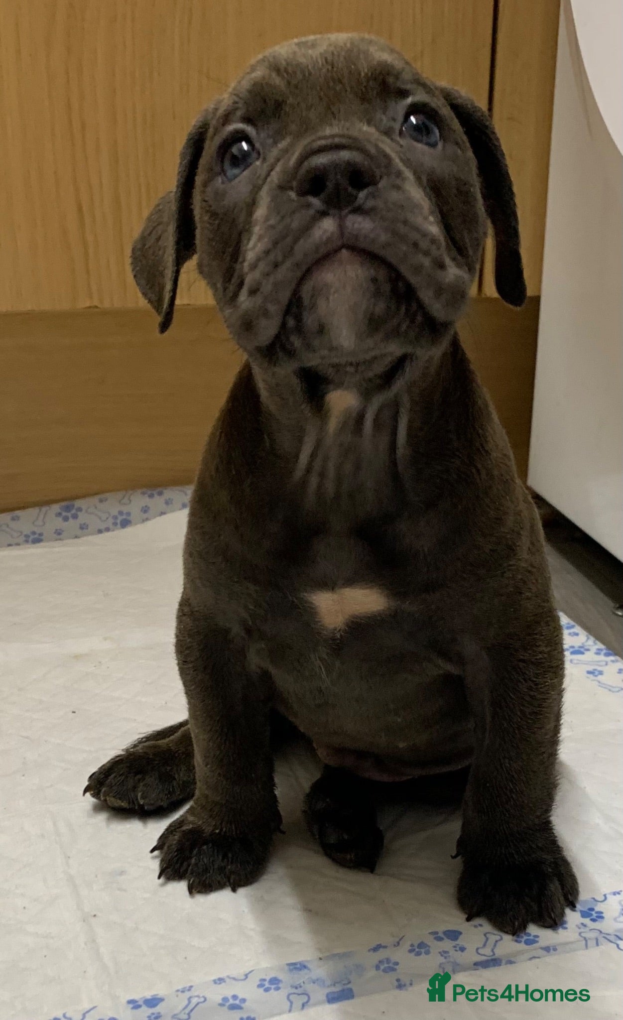 Olde English Bulldogge dogs Ready to leave Old English bulldog puppy’s  - Advert 6
