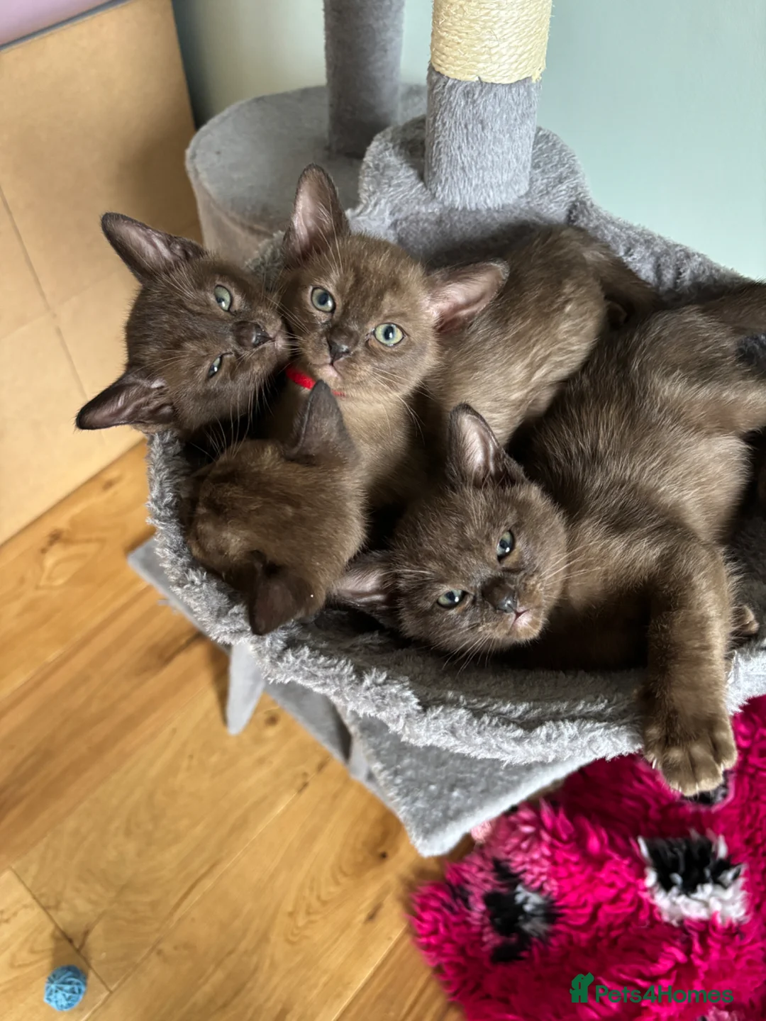 Burmese cats for sale: Stunning GCCF Burmese kittens from fantastic lines - Advert 10