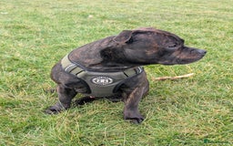 Staffordshire Bull Terrier dogs for stud: Michael Ledwon  in Hull - Image 1