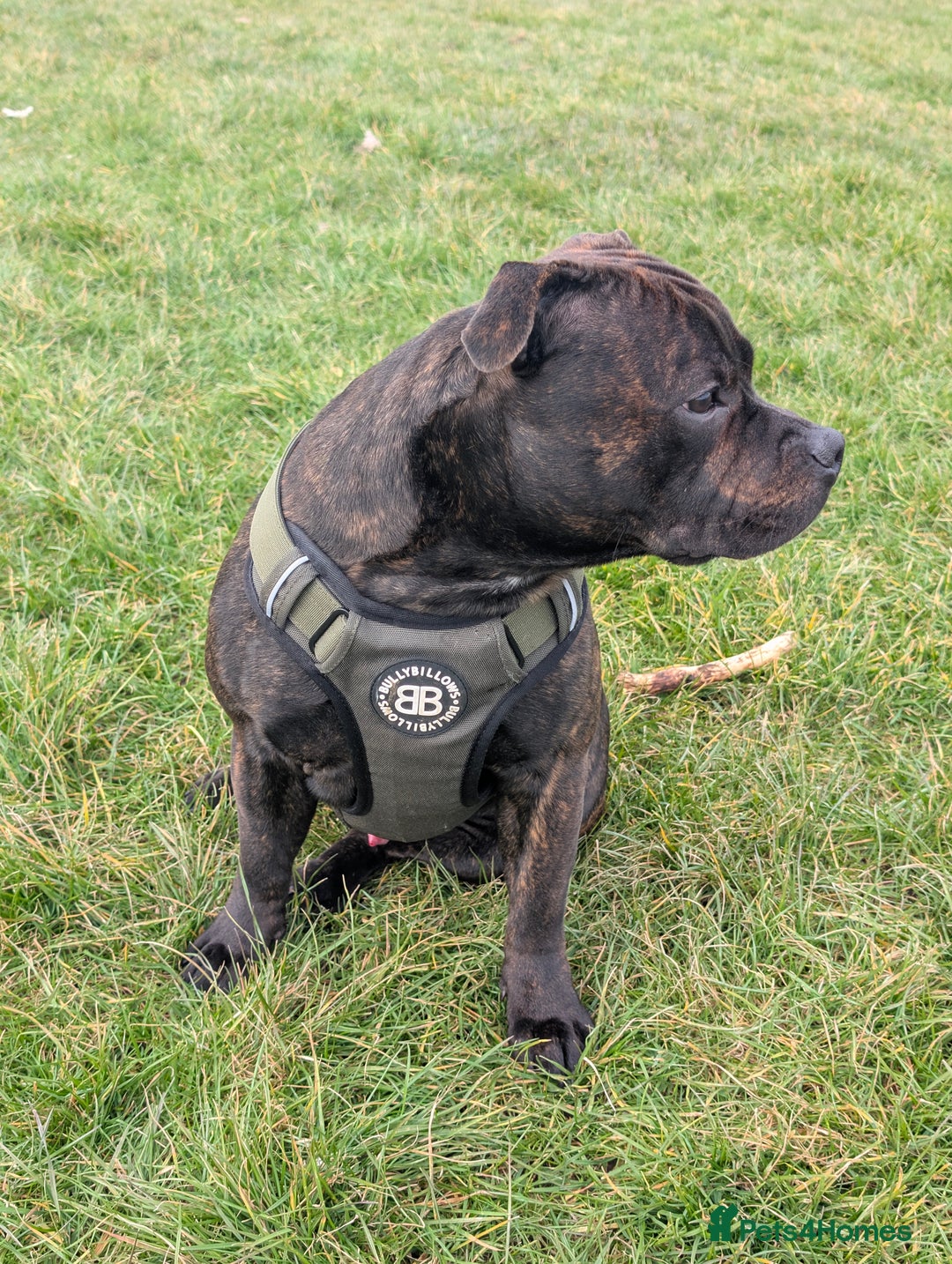 Staffordshire Bull Terrier dogs for stud: Michael Ledwon  in Hull - Image 1