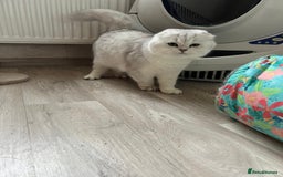 Scottish Fold cats for sale: Beautiful Scottish Fold Male Kittens  - Advert 2