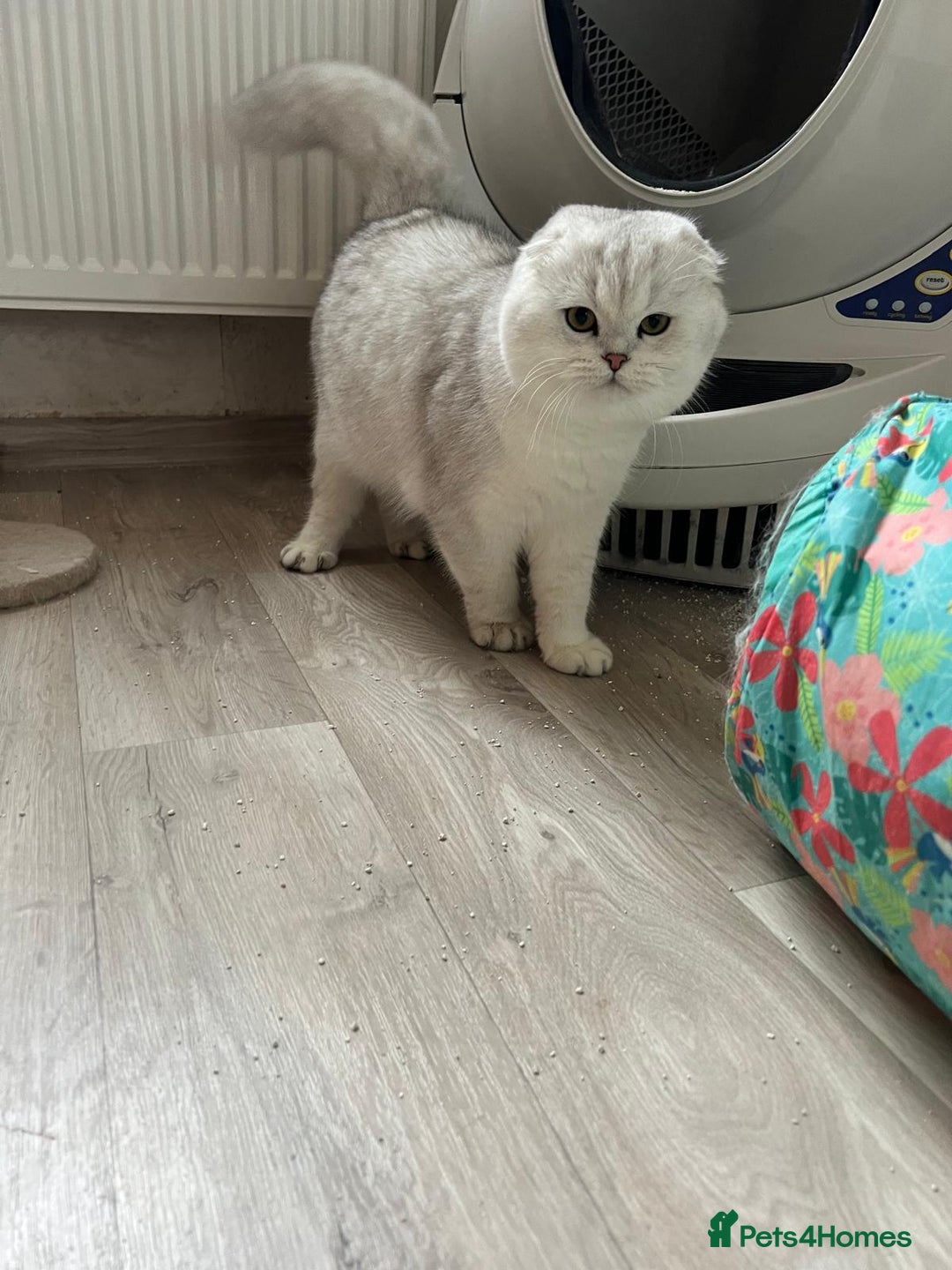 Scottish Fold cats for sale: Beautiful Scottish Fold Male Kittens  - Advert 2