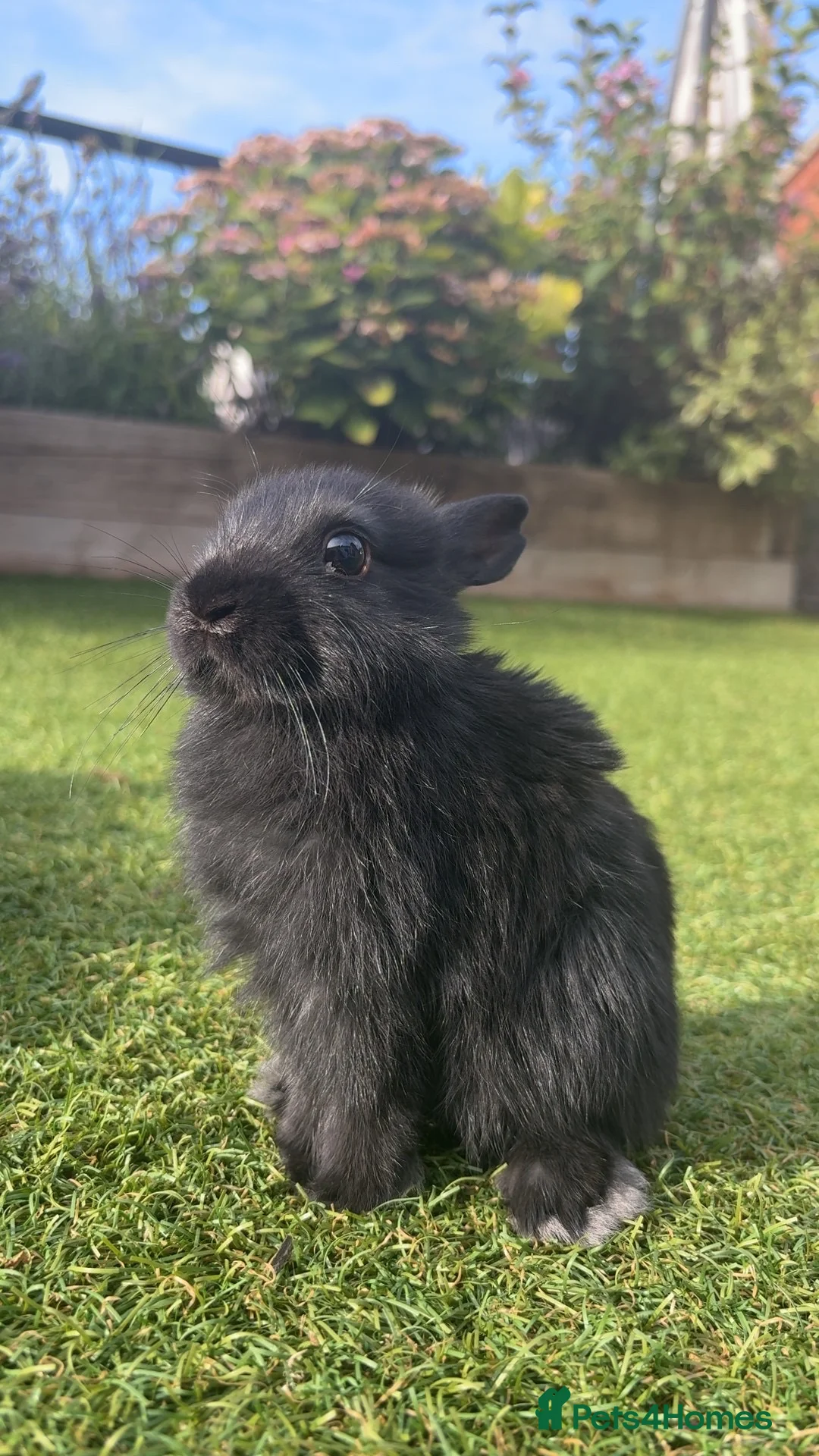 Netherland Dwarf rabbits for sale: Netherland Dwarfs  - Advert 1