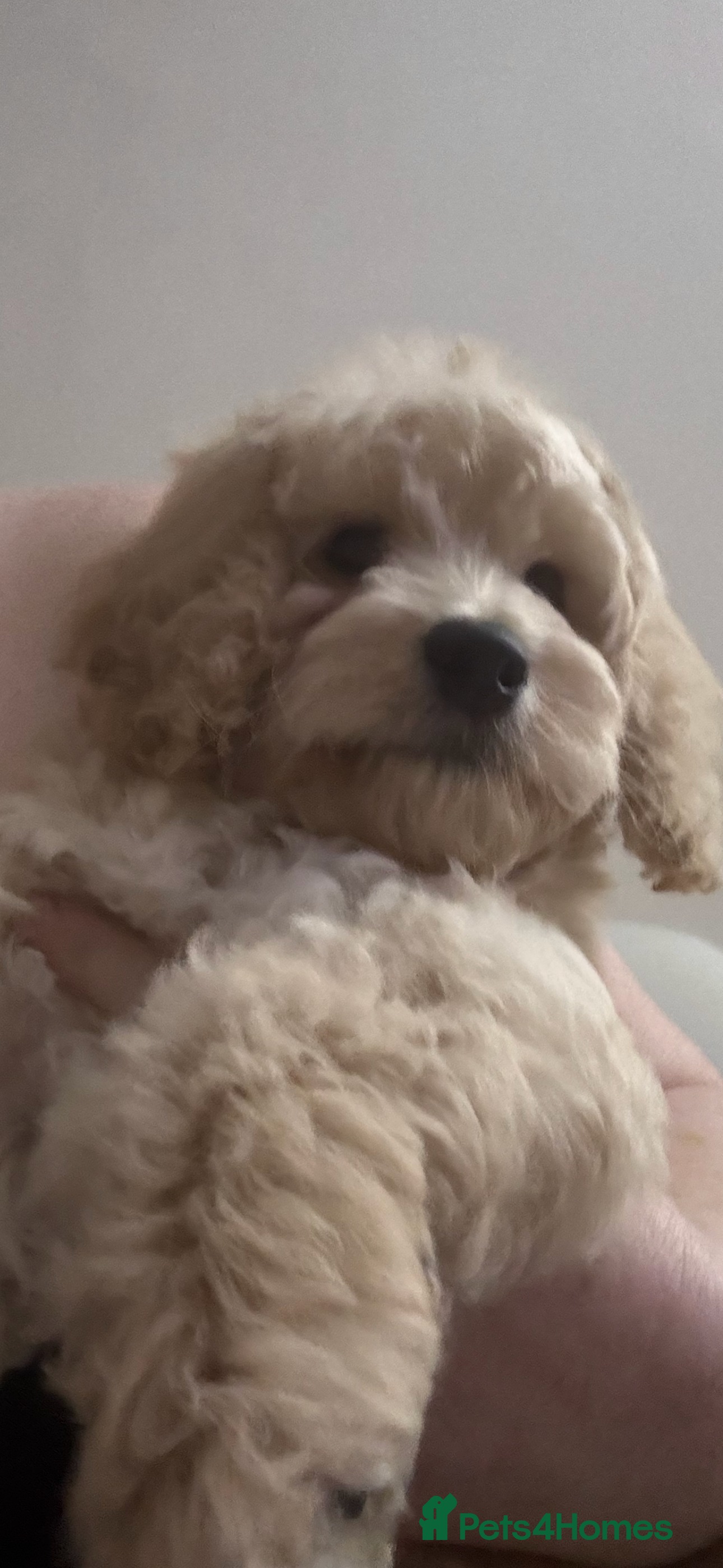 Cockapoo dogs Beautiful cockapoo puppy ready now xxx - Advert 18