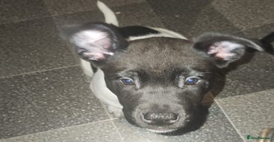 Mixed Breed dogs - Advert 11