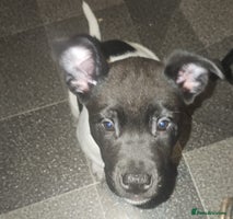 Mixed Breed dogs - Advert 5