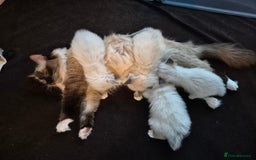 Ragdoll cats for sale: Ragdoll Kittens - Image 17