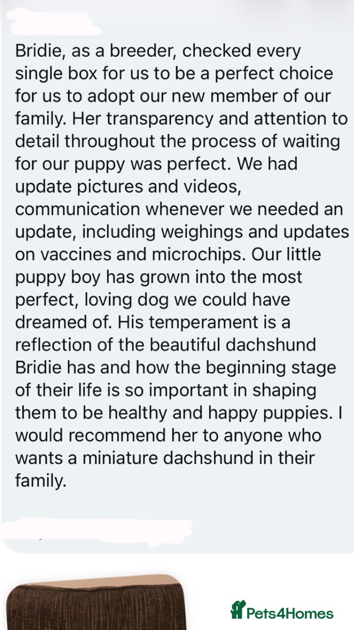 Miniature Dachshund dogs Stunning 5 ⭐️ long-haired miniature dachshunds - Advert 2