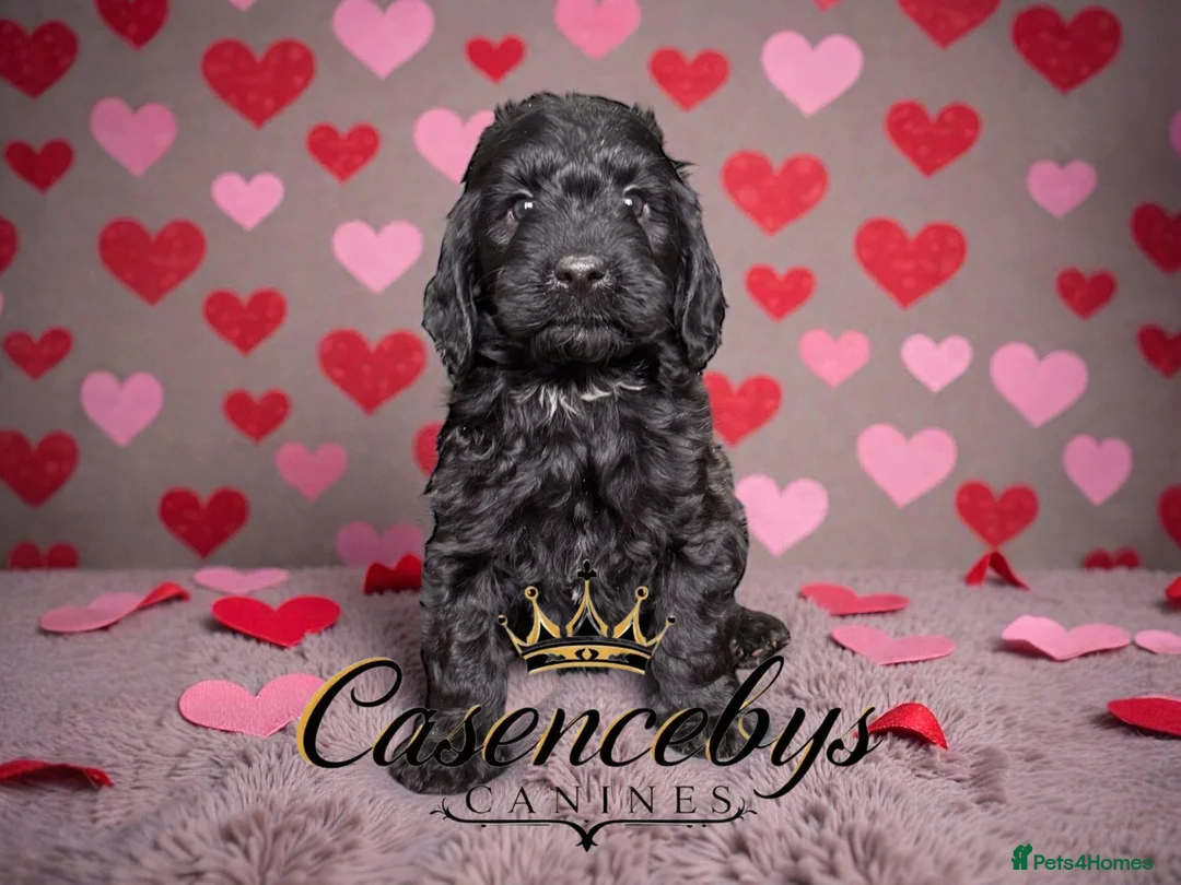 Cockapoo dogs for sale: 🐶THE MOST PERFECT DNA CLEAR MINI F1 COCKAPOOS🐶 - Advert 16