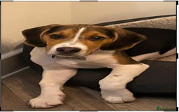 Beagle dogs for stud: Beagle **Stud only** - Image 3