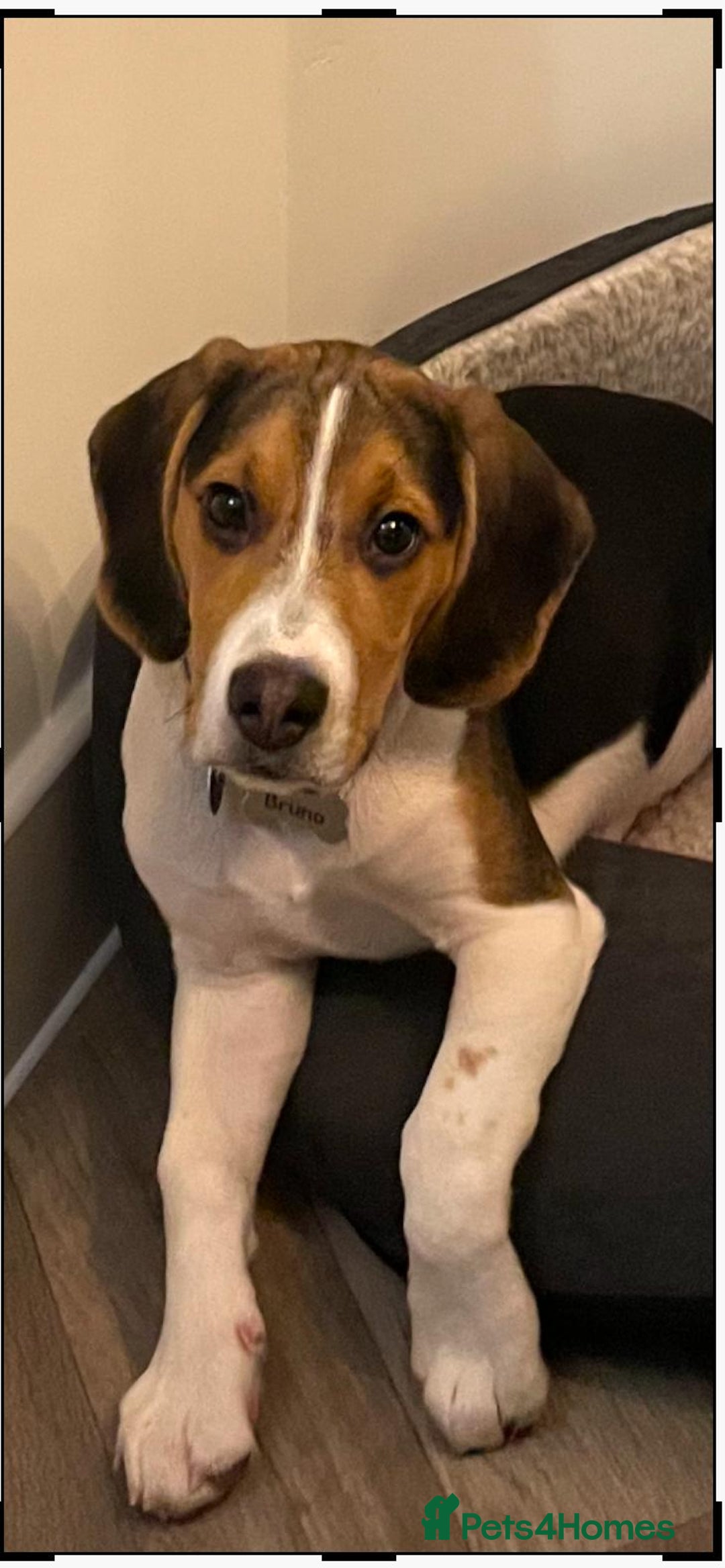 Beagle dogs for stud: Beagle **Stud only** - Image 3