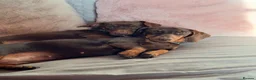 Dachshund dogs for sale: Dachshund puppies - Advert 9