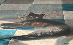British Shorthair cats for sale: All Black Male Indoor Cat - Image 6