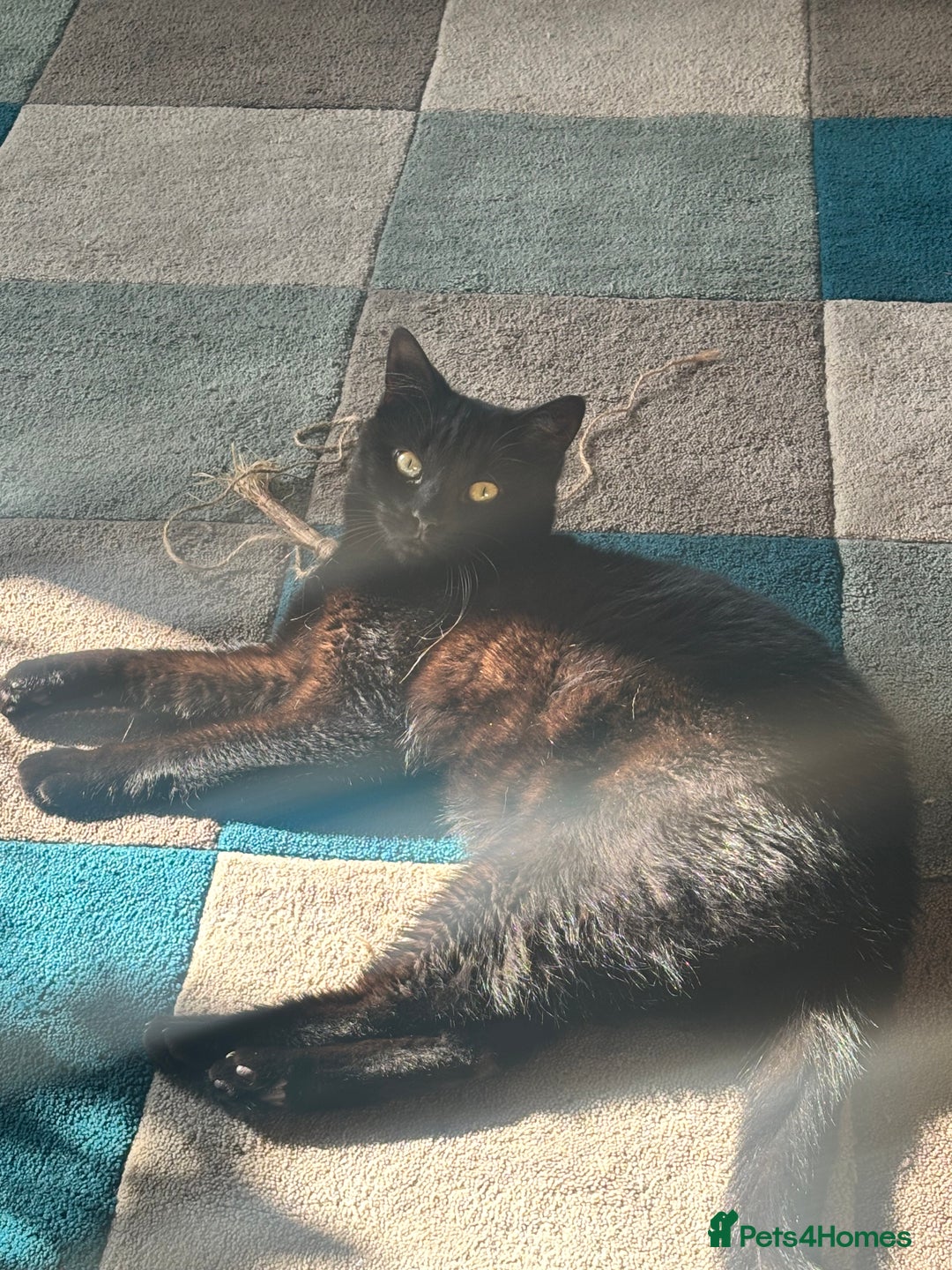 British Shorthair cats for sale: All Black Male Indoor Cat - Image 6