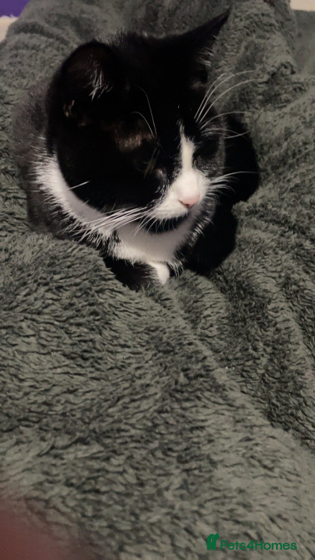 British Shorthair cats for sale: 9 month old female  - Advert 1