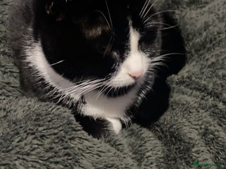 British Shorthair cats 9 month old female - Advert 13