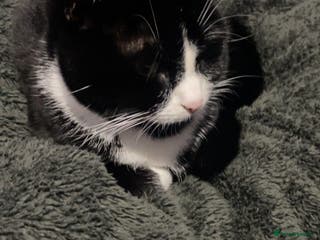 British Shorthair cats 9 month old female - Advert 10