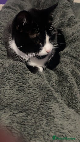 British Shorthair cats 9 month old female - Advert 1