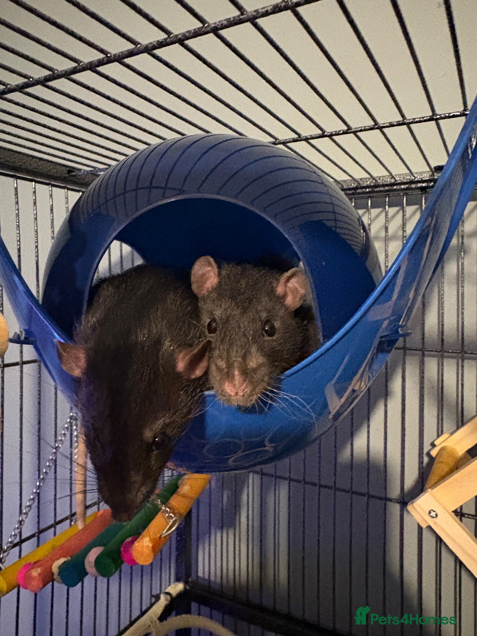 Rat rodents Four very friendly Rats  - Advert 1