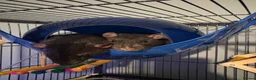 Rat rodents for sale: Four very friendly Rats  in Towcester - Advert 1