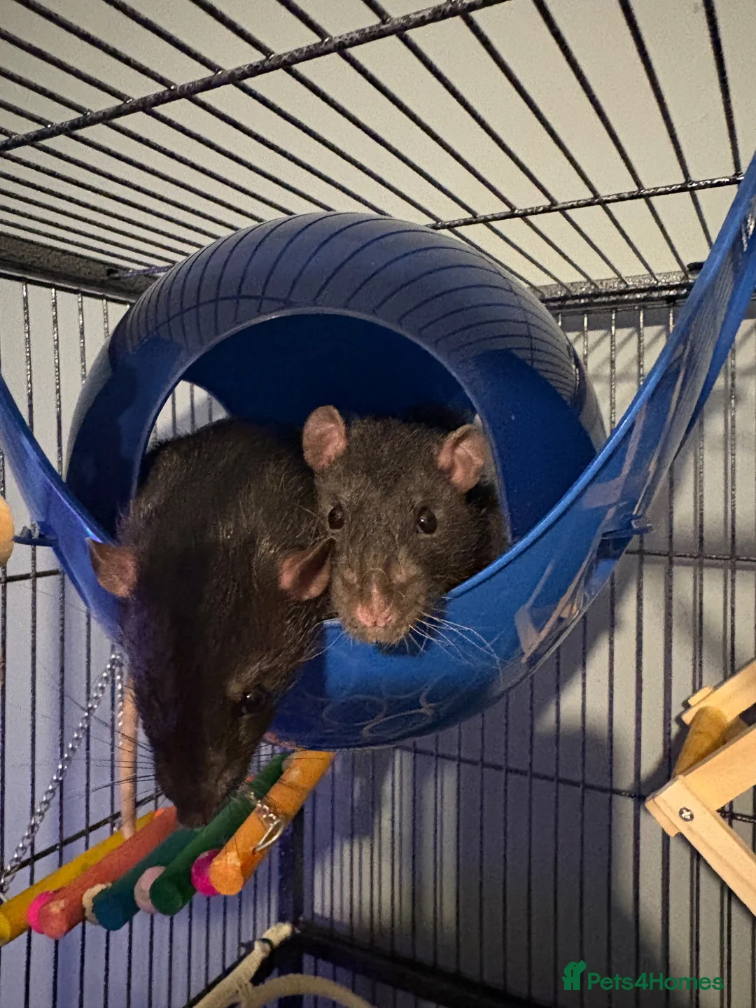 Rat rodents for sale: Four very friendly Rats  in Towcester - Advert 1