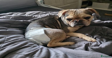Pug dogs - Advert 4