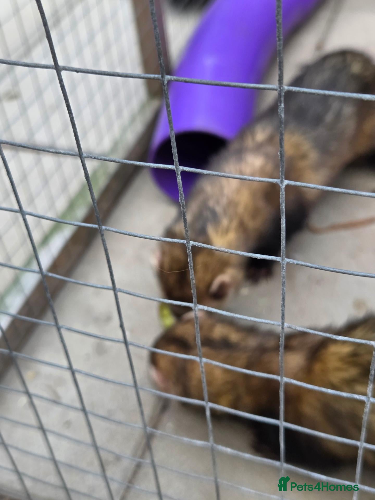 Ferret rodents for sale: Male pole cats x pets  - Advert 1