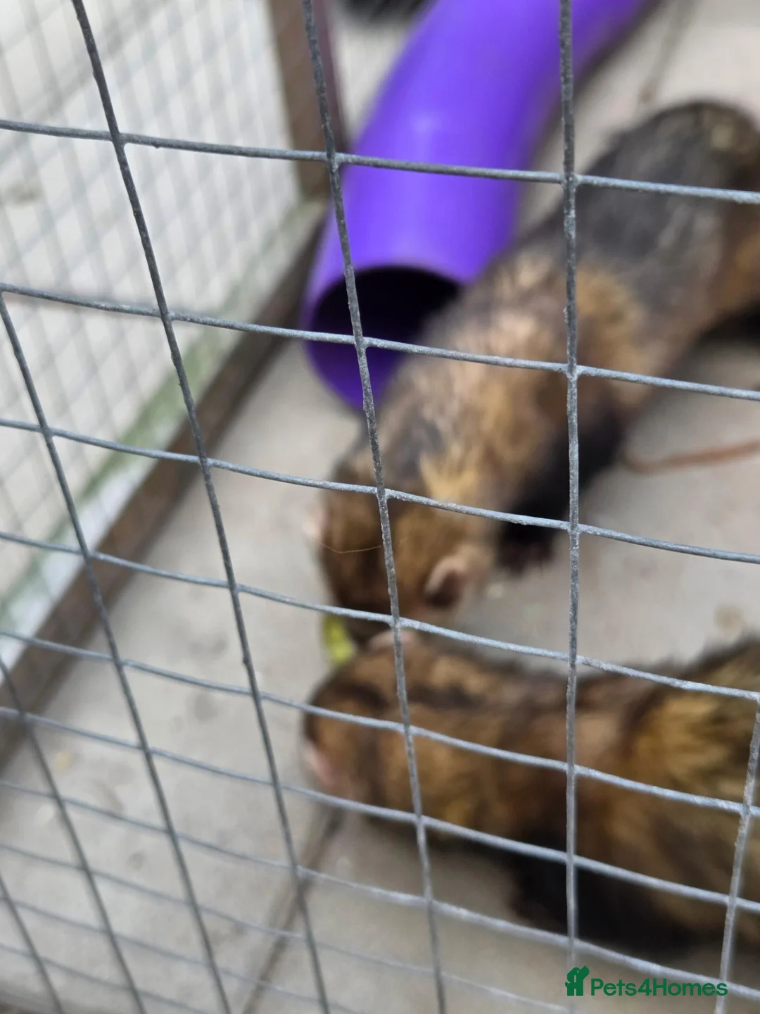 Ferret rodents for sale: Male pole cats x pets  in Durham - Advert 1
