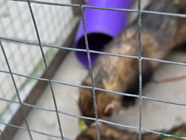 Ferret rodents for sale: Male pole cats x pets - Advert 1