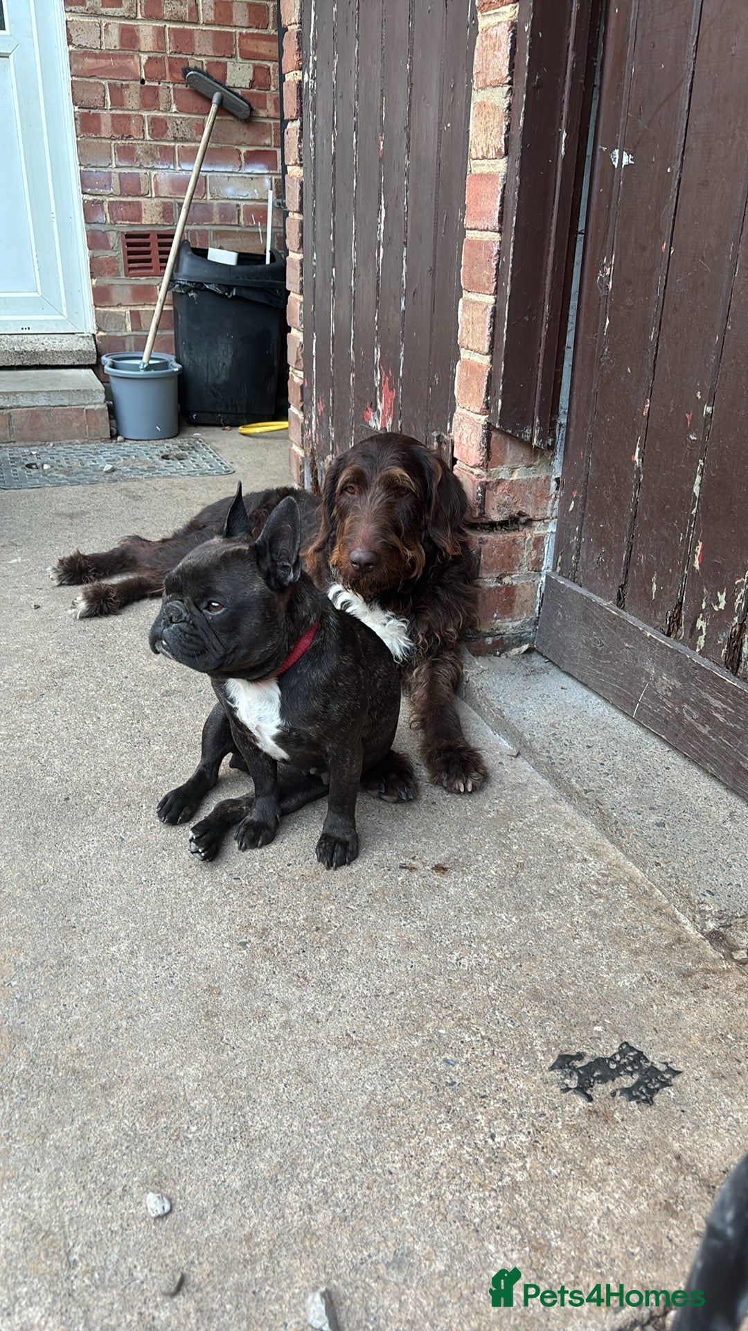 Mixed Breed dogs French doodles (French bulldog x labradoodles) - Advert 1