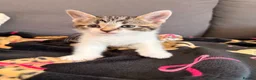 Mixed Breed cats for sale: Beautiful 7 kittens looking for forever homes - Advert 35