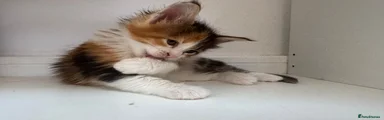 Maine Coon 3