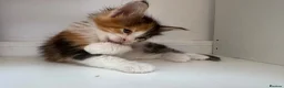 Maine Coon cats for sale:  Maine Coon Kittens  - Advert 4