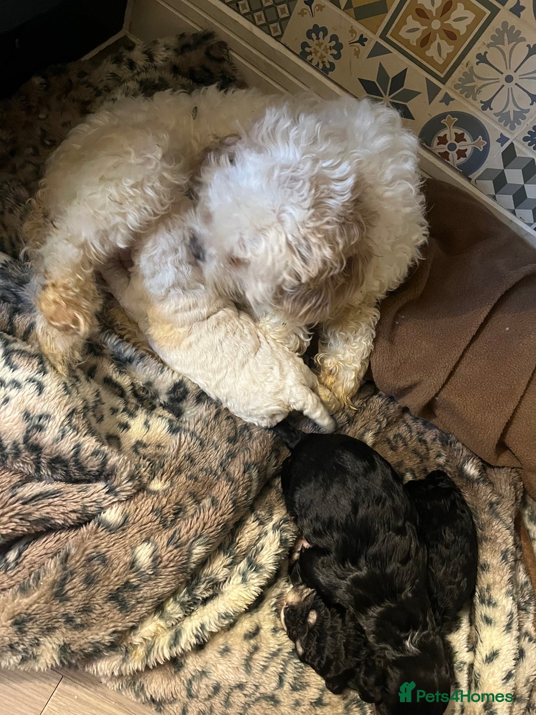 Maltipoo dogs for sale: Maltipoo puppies ready 8th January - Advert 11