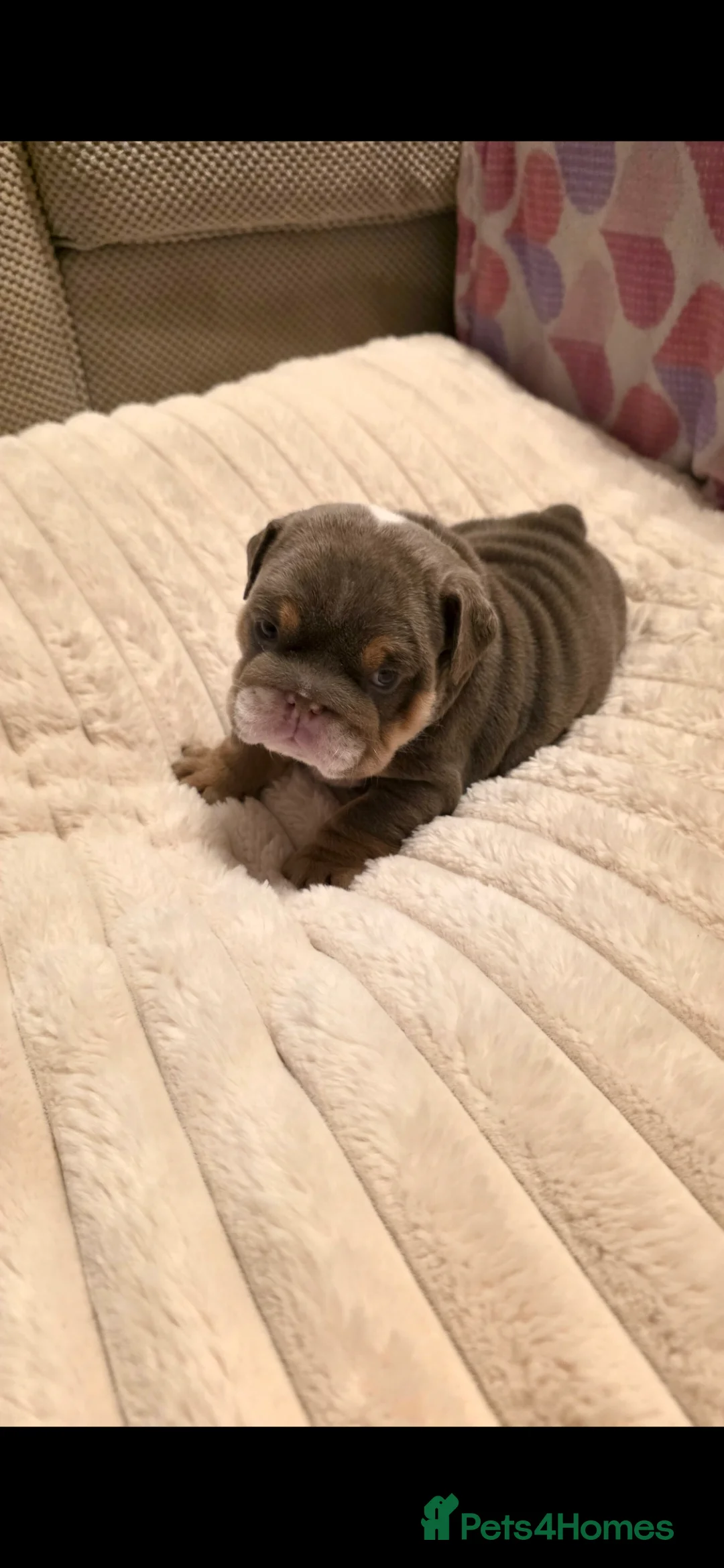 English Bulldog dogs for sale: Litter of 7 English Bulldogs - Advert 3