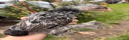 Chickens poultry for sale: Laced Bantam Brahmas Mixed  - Advert 3